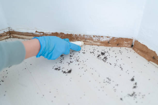 Best Best Pest Control Companies  in East Village, CT